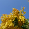 Vela aromática Mimosa & Orange Blossom